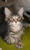 Babecoon Maine Coon 