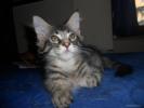 Babecoon Maine Coon 